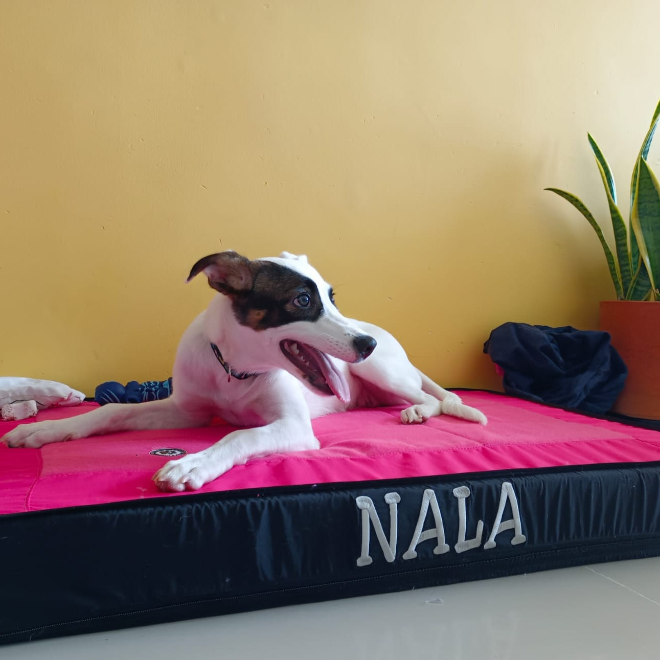 Cama Colchoneta Antidesgarro Cama Para Perros Antidesgarro Colchon